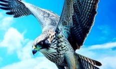 开云体育官方网站-关于老鹰屡战屡胜，呈现出强大的竞技状态的信息